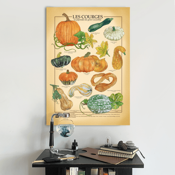 Poster A1 botanique  | Courges