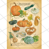 Poster A1 botanique  | Courges