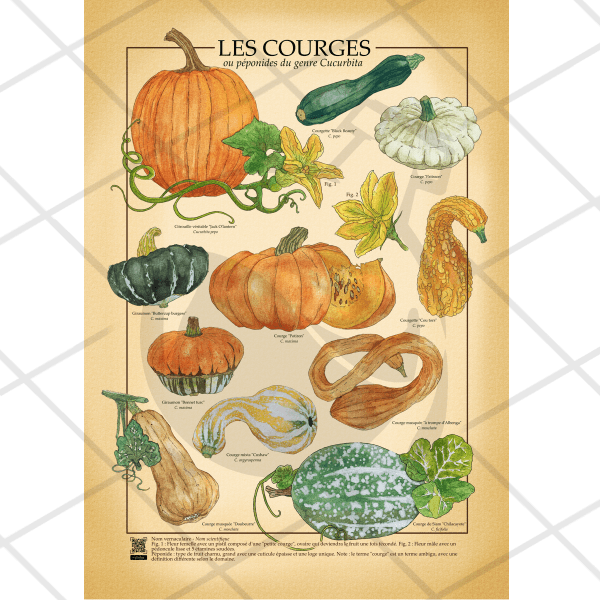 Poster A1 botanique  | Courges
