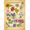 Poster A1 botanique | Fleurs d'automne