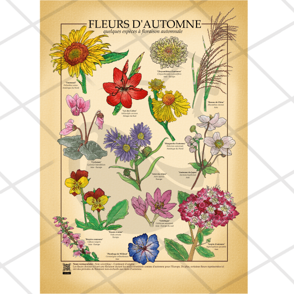 Poster A1 botanique | Fleurs d'automne